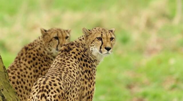 Cheetahs' recurring deaths are shrouded in mystery.