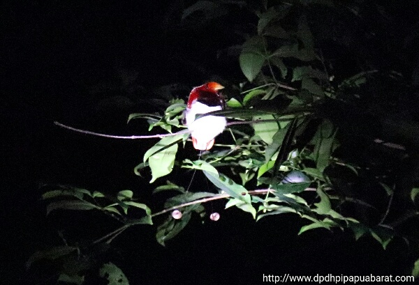 Burung Surga Raja di hutan Susnguakti Manokwari