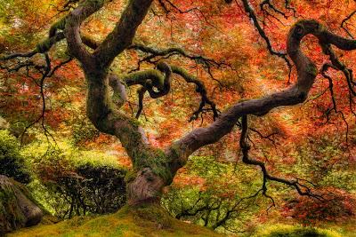 Un hermoso y frondoso maple junto al lago de aguas cristalinas