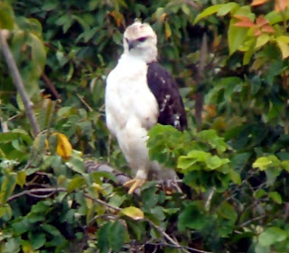 Elang Flores (Spizaetus floris)