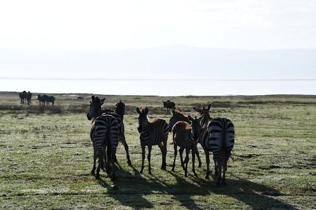 Cratera Ngorongoro Tanzânia