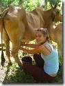 milking