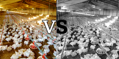 Effect of light on broiler performance