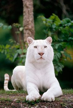 Em comparação com outros, os tigre-brancos tendem a ser maiores, tanto no nascimento quanto já adultos.  Eles são, geralmente, em parte tigre de Bengala ou do tigre da Sibéria. 