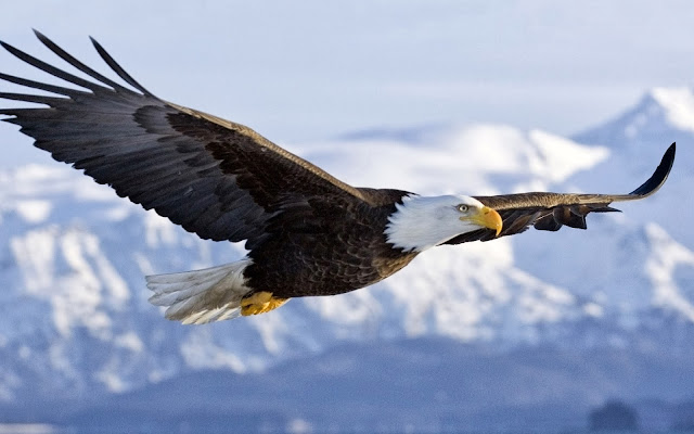 3D Flying Bald Eagle HD Wallpaper Free