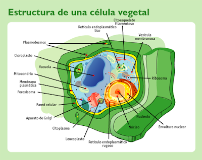 celula vegetal e animal. celula vegetal e animal. en el