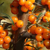 Manfaat Khasiat Seabuckthorn Oil For Best Skin Ever dan Kesehatan