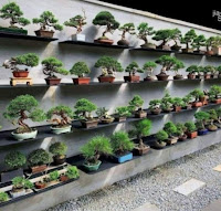 Ideas para in jardín de bonsáis