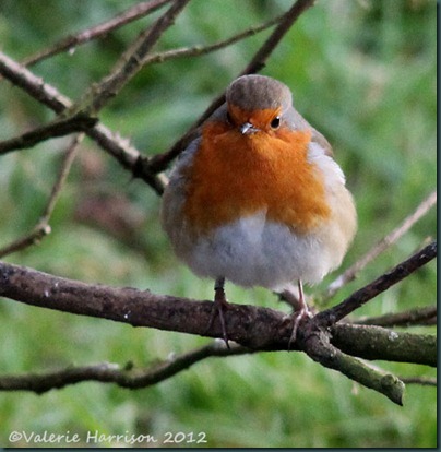 1-Robin
