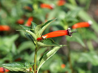 Cuphea ignea 'Matchless'