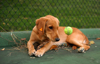 Dog and Ball