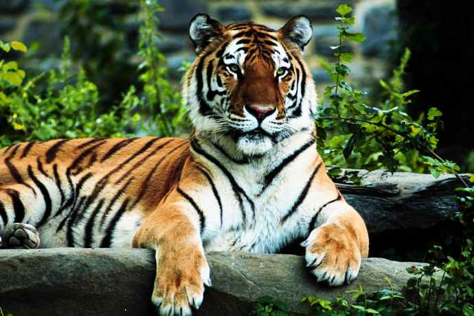 Gambar 30 Hasil Foto Macan Imut Gambar Harimau Putih Muka 