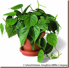 philodendron