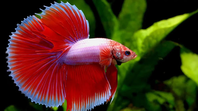 Betta