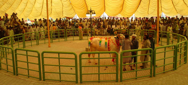 cholistan Camels center of attention in Lahore cattle market