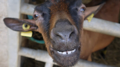 smiling animals, goat, France, holiday