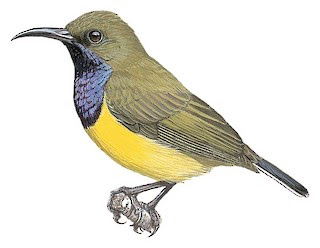 birds of china