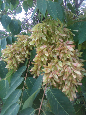   ailanthus altissima