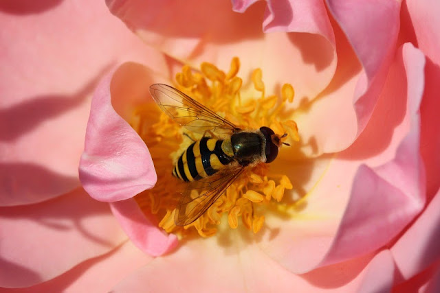 Tierfotos - Blumenfotos - Schwebfliege auf Rose