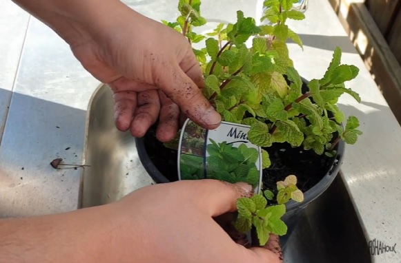 How to grow mint in a pond