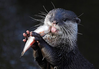 Otter eats fish