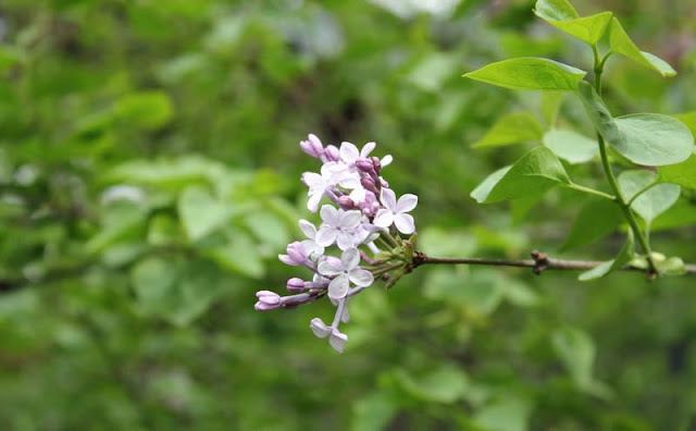 Lilac Flowers Pictures