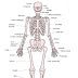 Fungsi kerangka  tubuh manusia