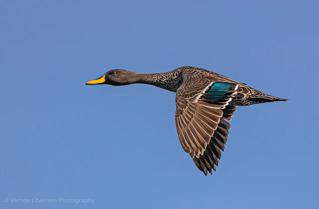 Yellow-billed duck with Canon EOS R6 / RF 800mm f/11 IS STM Lens : ISO 640 / 1/2500s