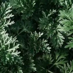 wormwood .  Wormwood  Plant in Close-up Photography