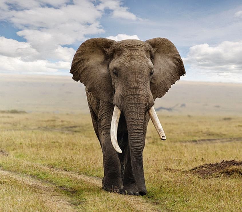  Gajah  pun Memakai Sepatu Dengan Kaki  Tangguh Teknik Islam