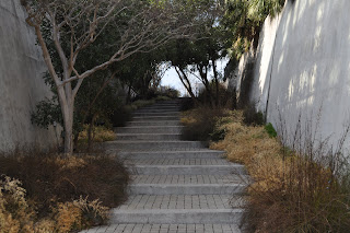 This is a picture of a long short stair case with really long steps, it has walls on either sides and brown and yellow plants lining it. It's kind of creepy but cool at the same time