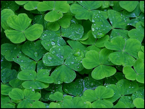 clovers