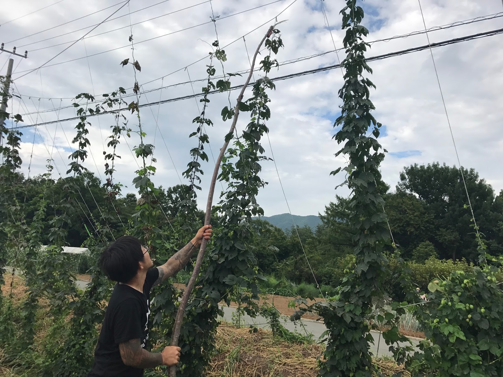 ホップの種類と特徴 クラフトビア ギークス クラフトビール図鑑 ホップ 酵母 麦芽 醸造