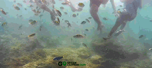 snorkeling di underwater pangandaran