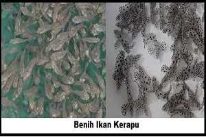 benih ikan kerapu