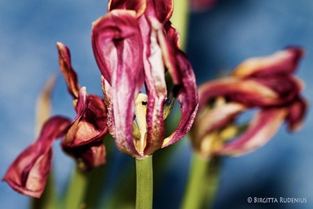 macro_20120126_visset