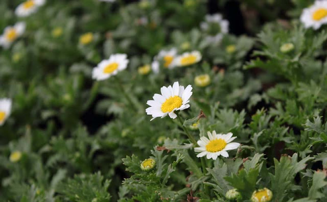 Creeping Daisy Flowers Pictures