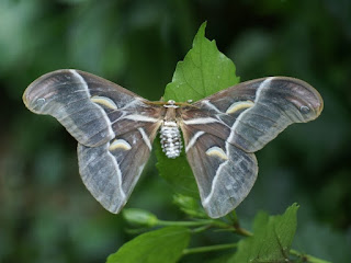 Bombyx de l'Ailanthe - Samia cynthia - Philosamia cynthia