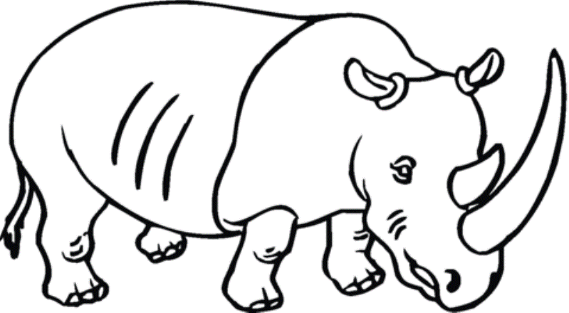  Belajar  mewarnai gambar binatang  badak untuk anak TK