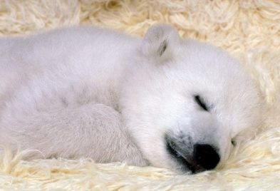 foto de un osito polar blanco tierno y amoroso durmiendo