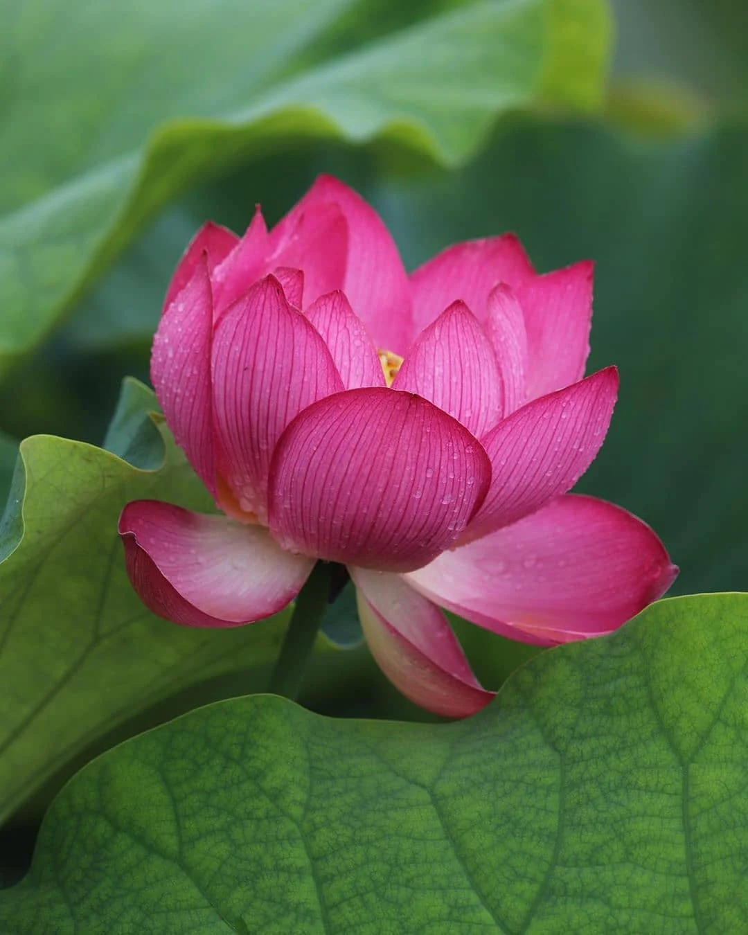 পদ্ম ফুলের ছবি, পিকচার ডাউনলোড - Lotus flower NeotericIT.com