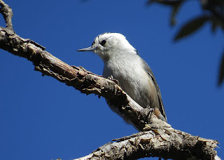 White-breasted Nuthatch