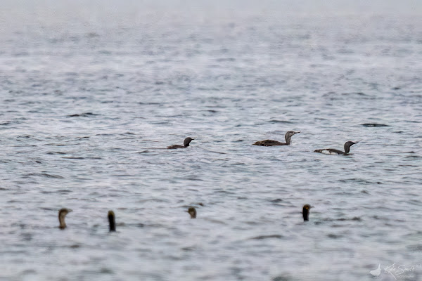 Red-throated diver