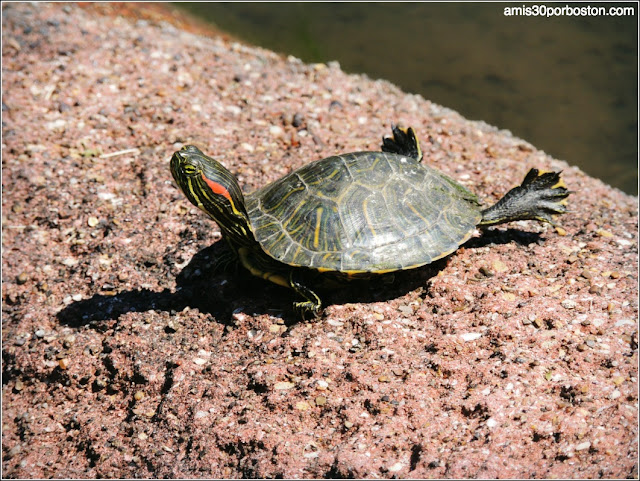  Leonhardt Lagoon en el Fair Park: Tortugas de Orejas Rojas