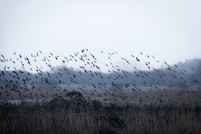 murmurations, starlings, winter, Ham Wall, RSPB, birds