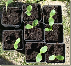 courgettes_1_2_1