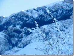 樹氷
