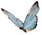 Butterfly6