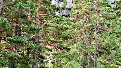 Robustos y enormes pinos silvestres