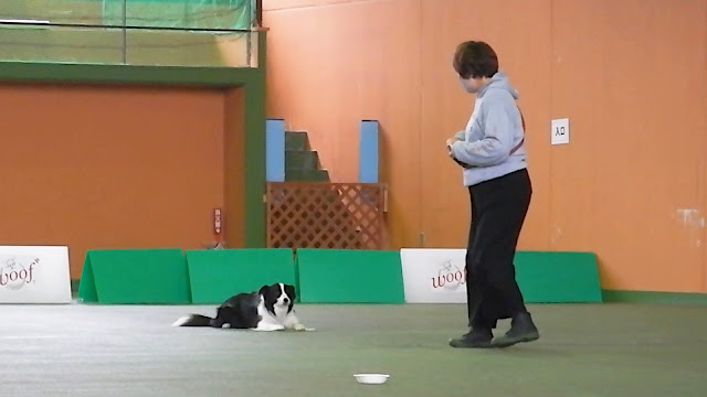 保護犬 ボーダーコリー トーマ ドッグリゾートwoof